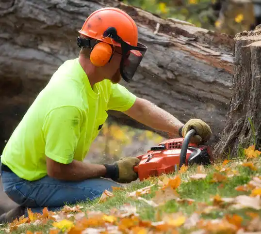 tree services Portland